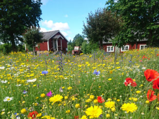 Bevarar insekters och pollinatörers värdväxter