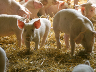Nya ingångar krävs för nyrekrytering av grisföretagare