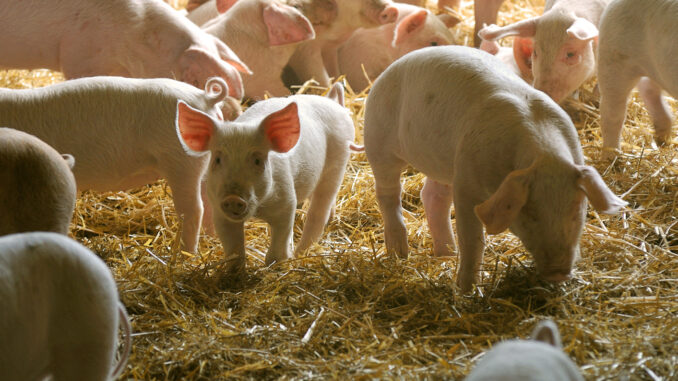 Nya ingångar krävs för nyrekrytering av grisföretagare