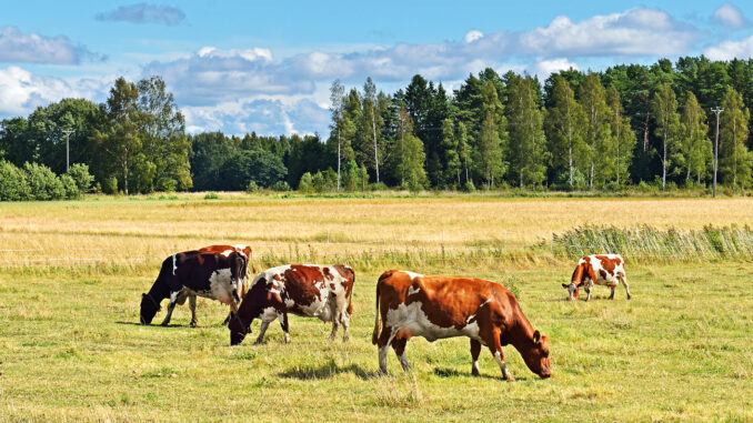 Klimatarbete på finska mjölkgårdar