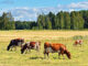 Klimatarbete på finska mjölkgårdar